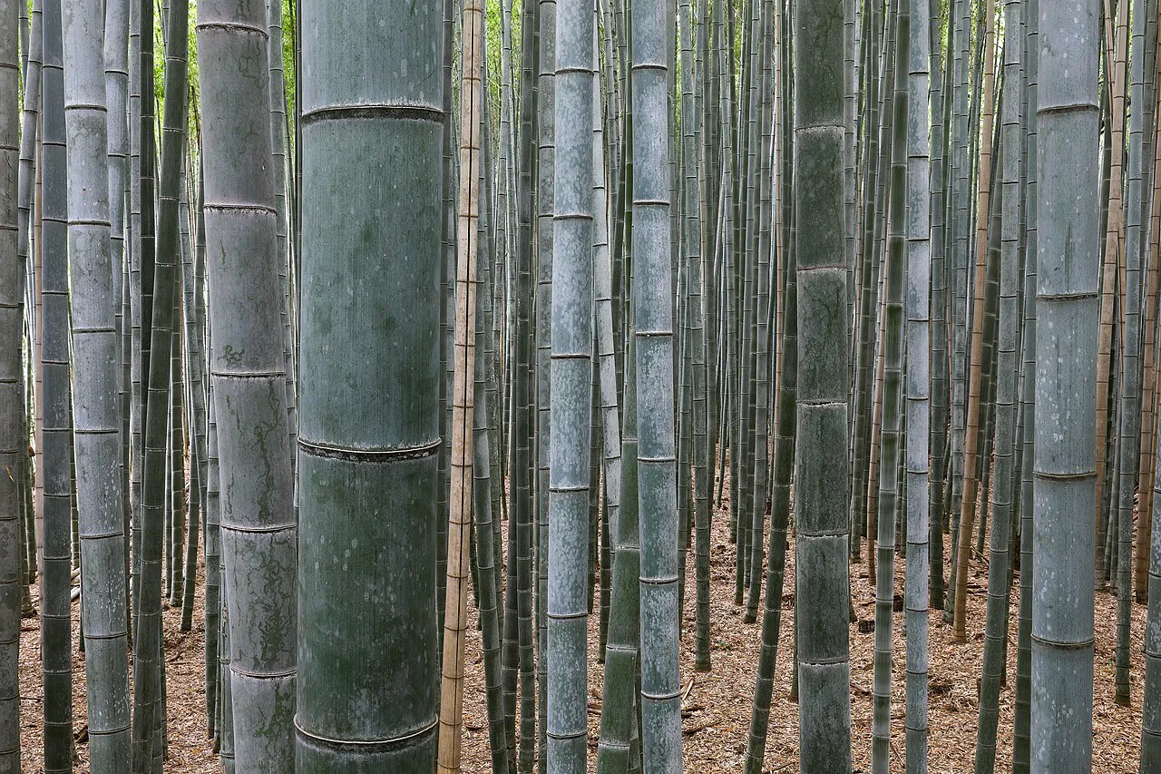 Arashiyama Bamboo Grove, Japan