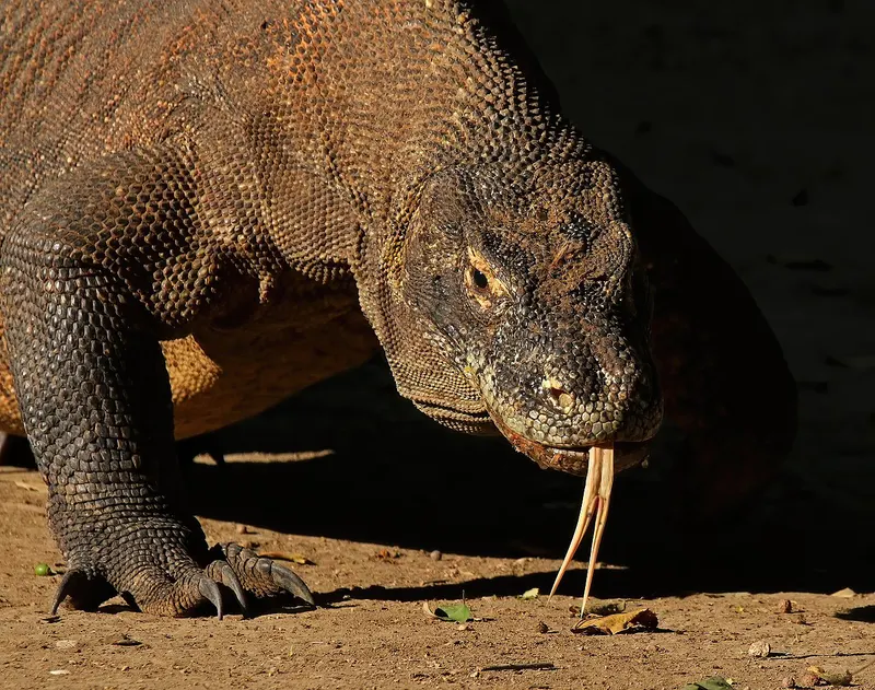 Komodo National Park attraction