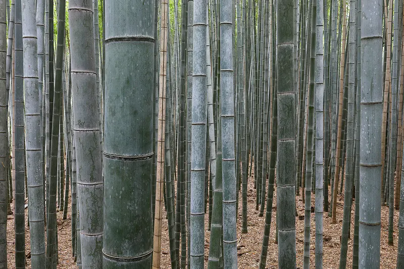 Arashiyama Bamboo Grove attraction