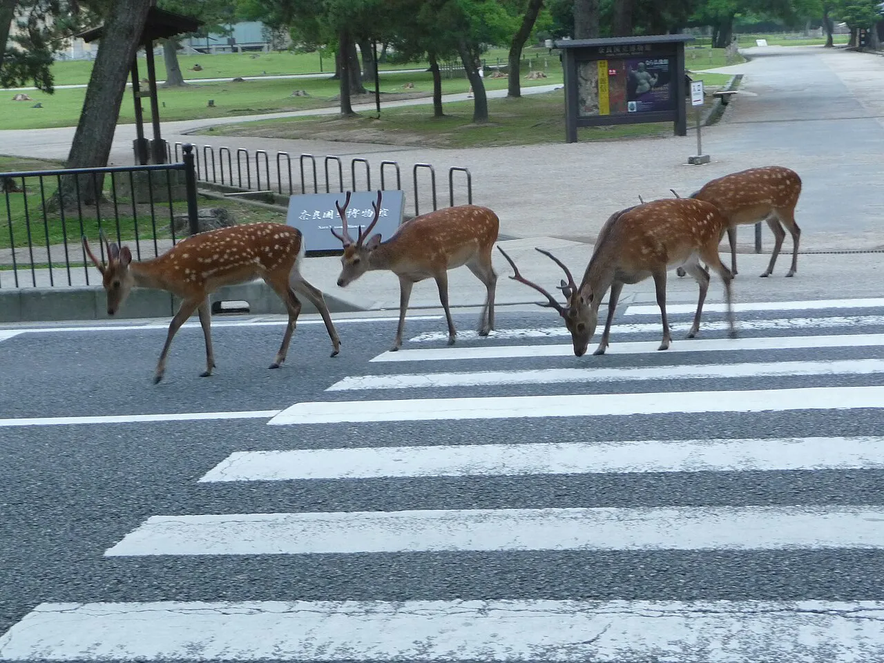 Kyoto & Nara Unhurried: Temples, Geisha Lanes and Friendly Deer in 5 Days itinerary cover