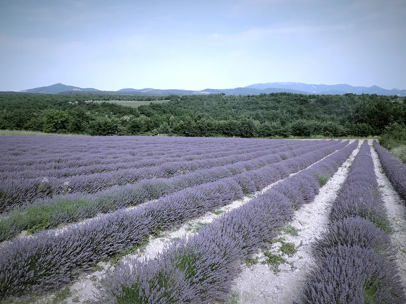 Provence Lavender & the French Riviera: 8-Day Honeymoon itinerary cover