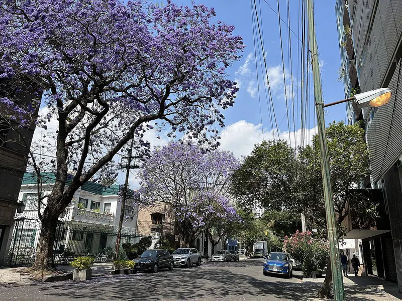 Mexico City Food & Art: Roma, Condesa & Frida's Blue House in 5 Days itinerary cover